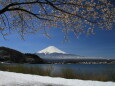 桜と雪と富士山♪