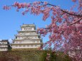 桜の姫路城