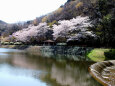 小渕ダムの桜