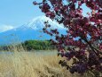 桜と富士山