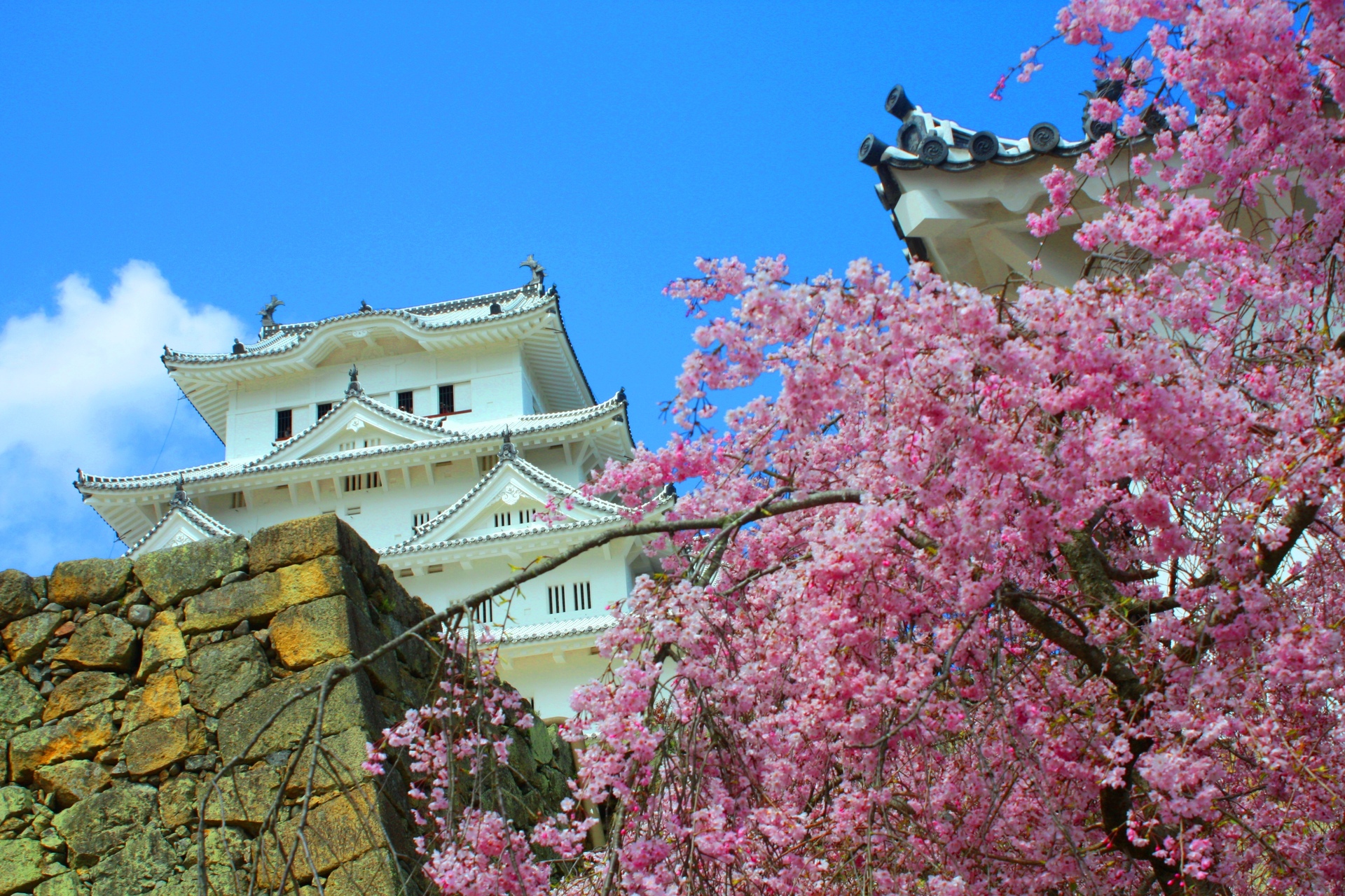 日本の風景 桜の姫路城 壁紙19x1280 壁紙館