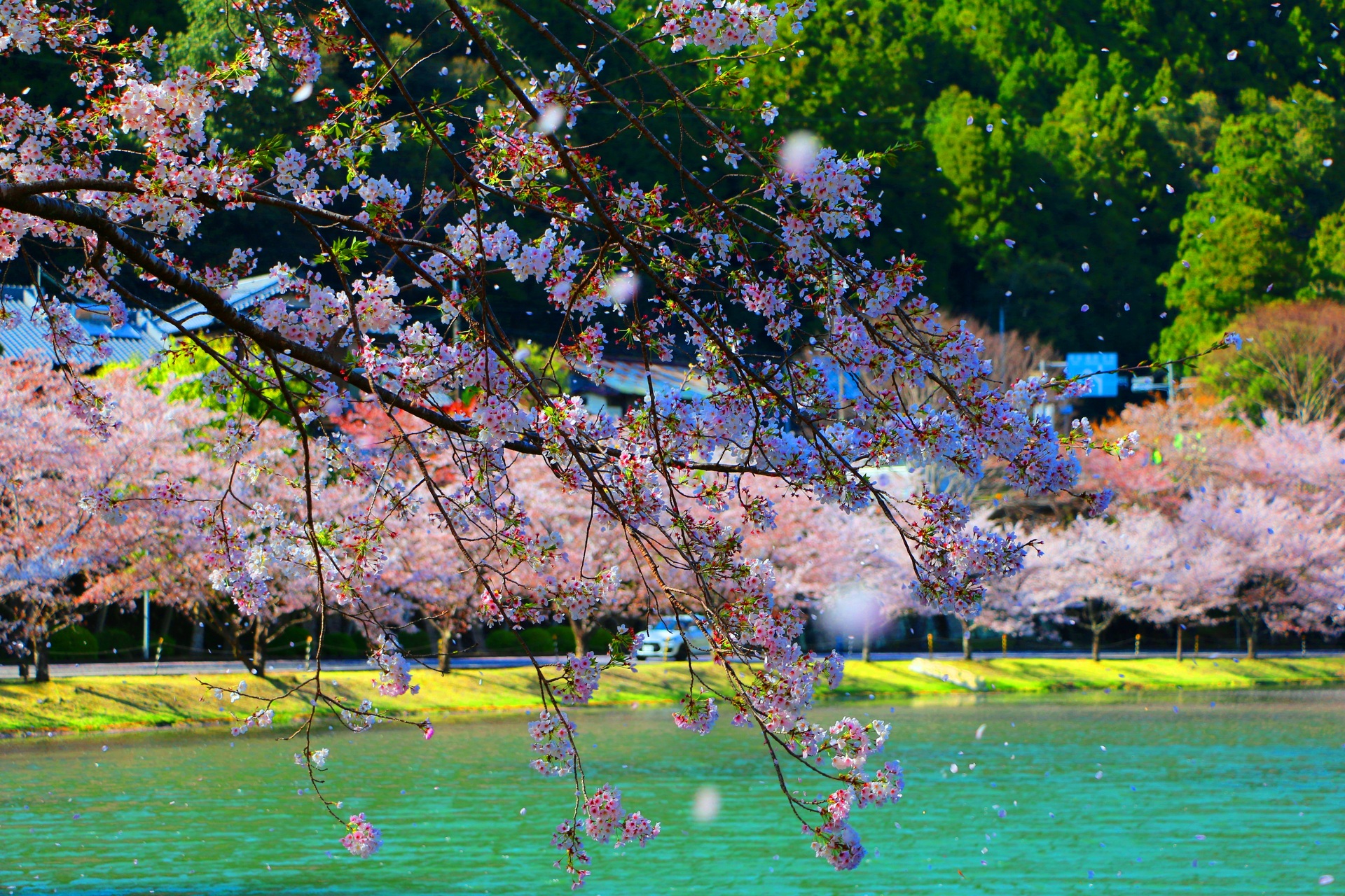 日本の風景 桜吹雪 壁紙19x1280 壁紙館
