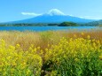 お花畑と富士山