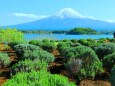 新緑と富士山