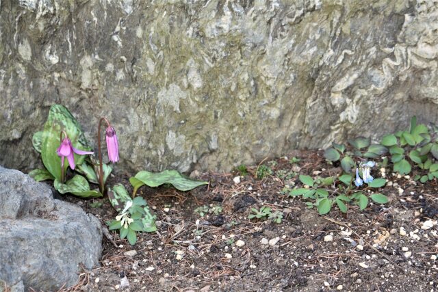 ラブリーな片栗と蝦夷延胡索