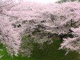 桜の名古屋城