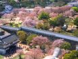 桜の姫路城