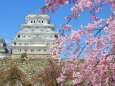 桜の姫路城