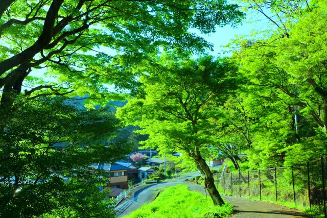 東紀州4月の青紅葉