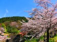 桜の蹴上インクライン