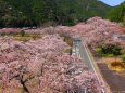 桜の下北山村