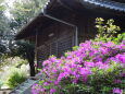 花咲く静かな山の神社
