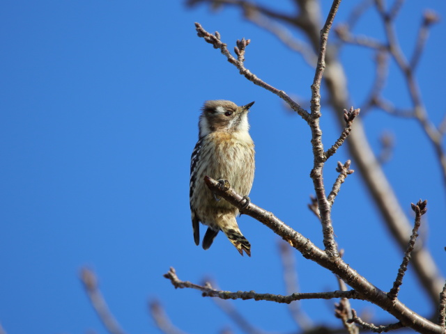 コゲラちゃん45