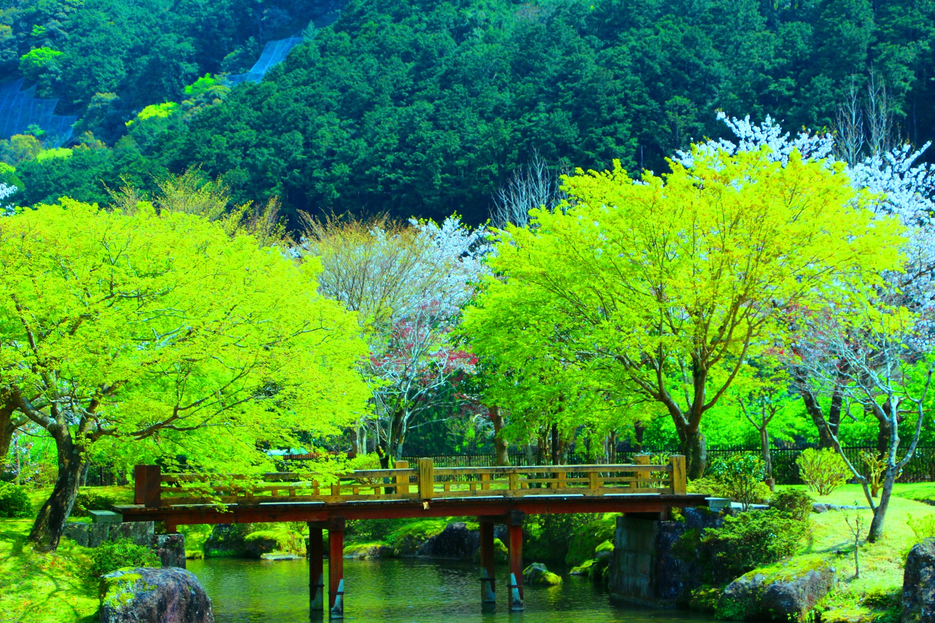 日本の風景 桜と新緑 壁紙19x1280 壁紙館