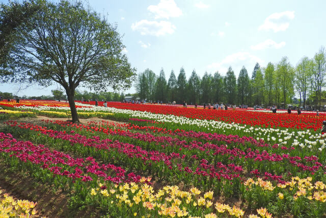 春陽を浴びるチューリップ6