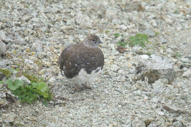 笠ヶ岳の雄雷鳥2