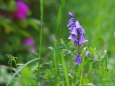 野の花