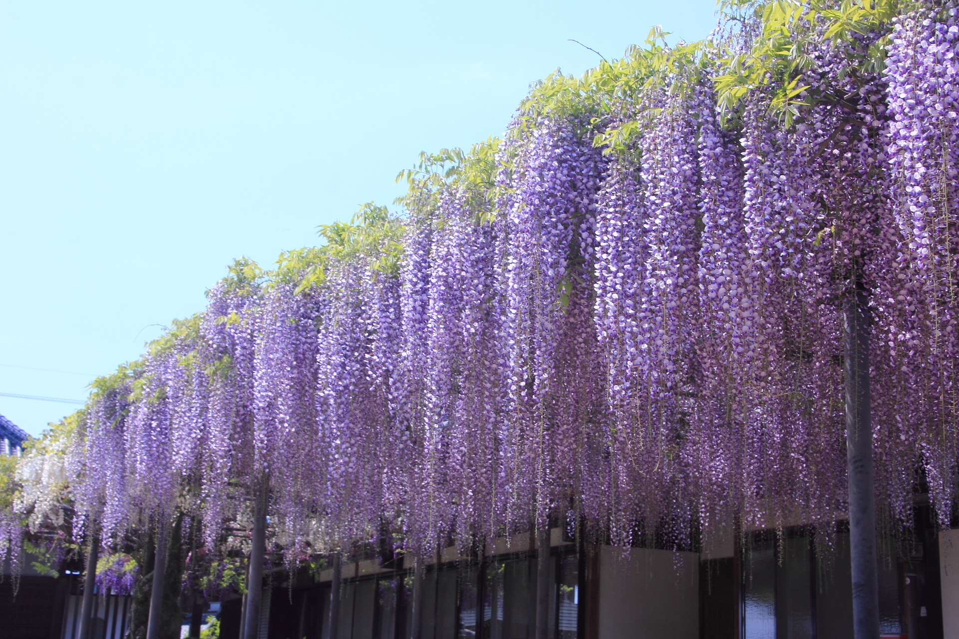 花 植物 お寺の藤の花 壁紙19x1280 壁紙館