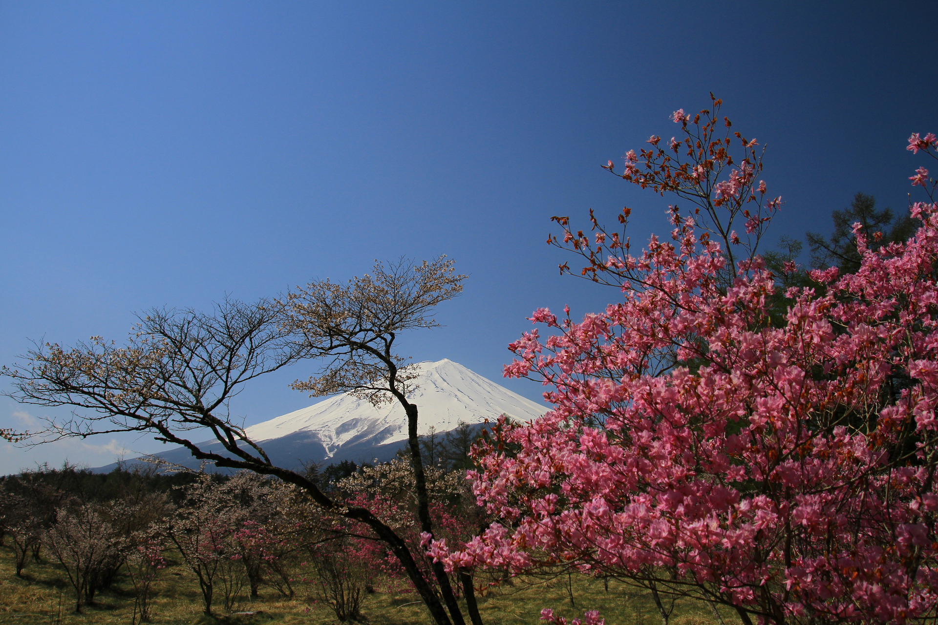 日本の風景 春の景色 壁紙19x1280 壁紙館