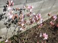5分咲きのクロフネツツジ