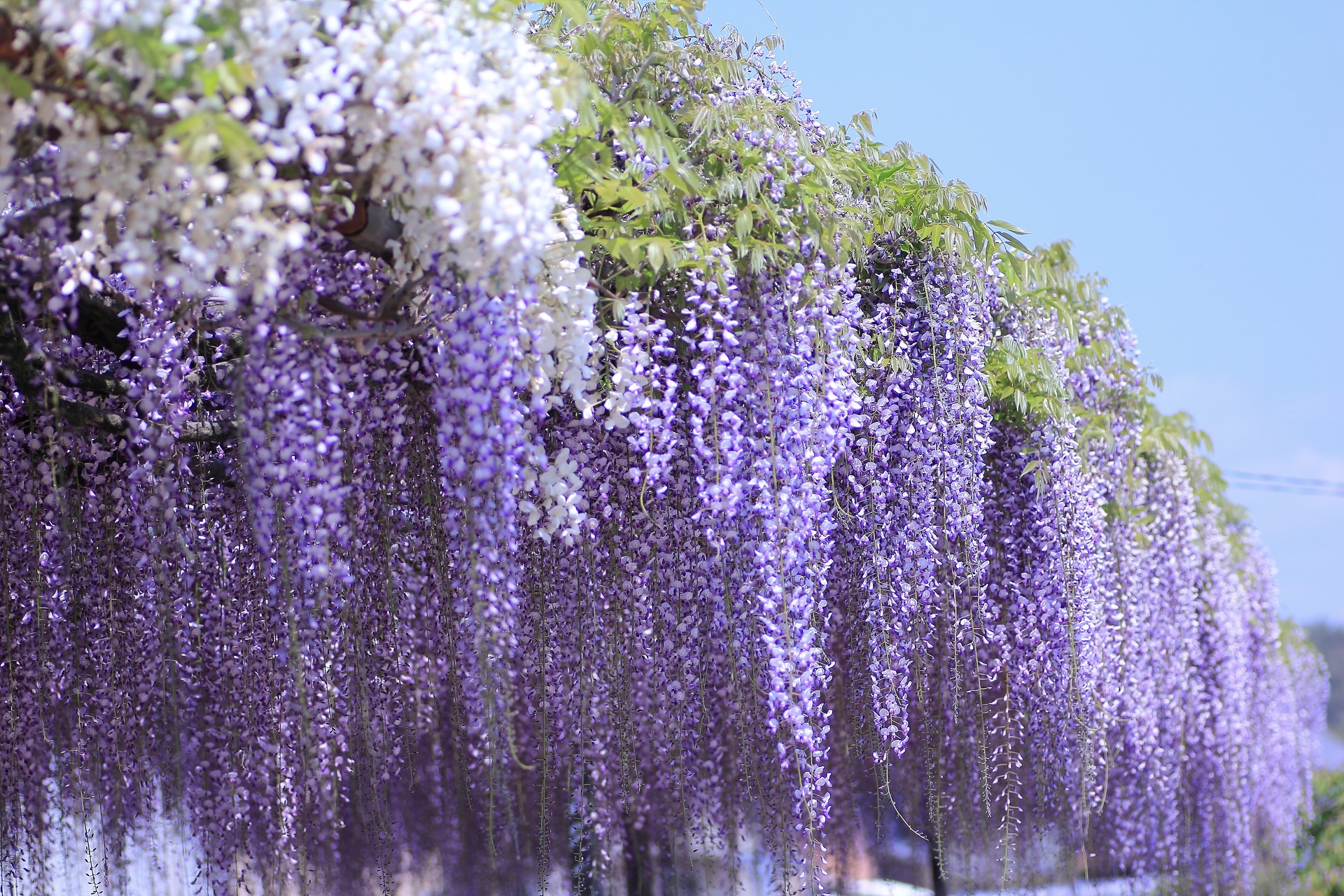 花 植物 満開の藤 壁紙19x1280 壁紙館