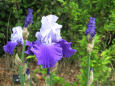 ジャーマンアイリス