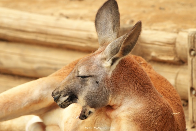 ふぁ～ねむいわぁ～