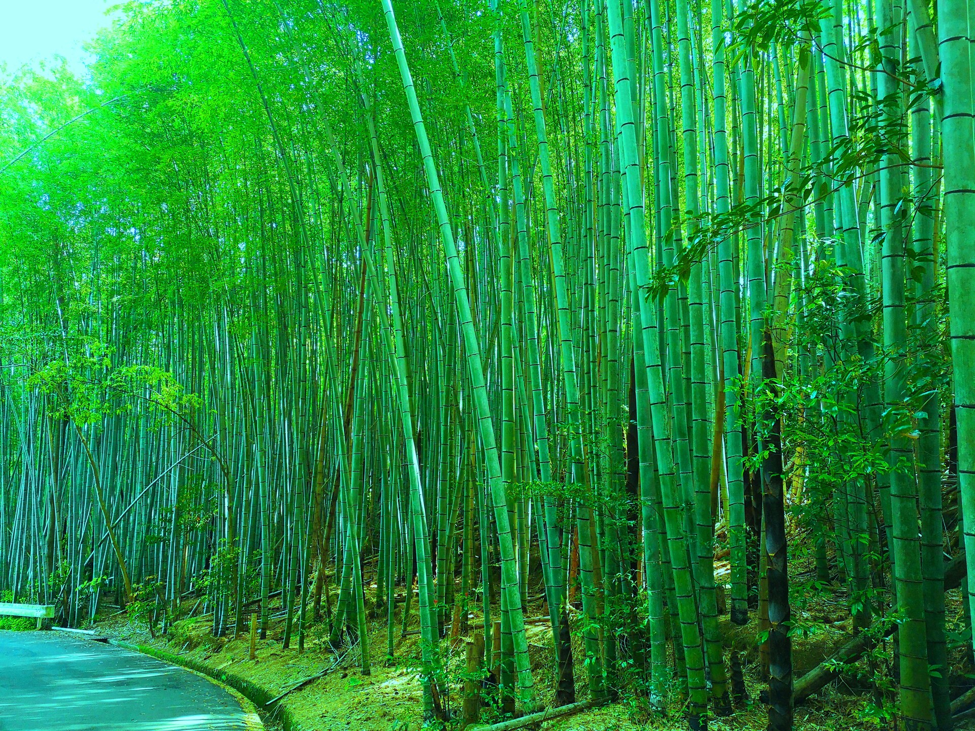 日本の風景 新緑の竹林とタケノコ 壁紙19x1440 壁紙館