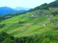 新緑の丸山千枚田