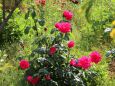 雑草と赤いバラ
