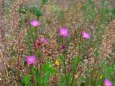 野の花