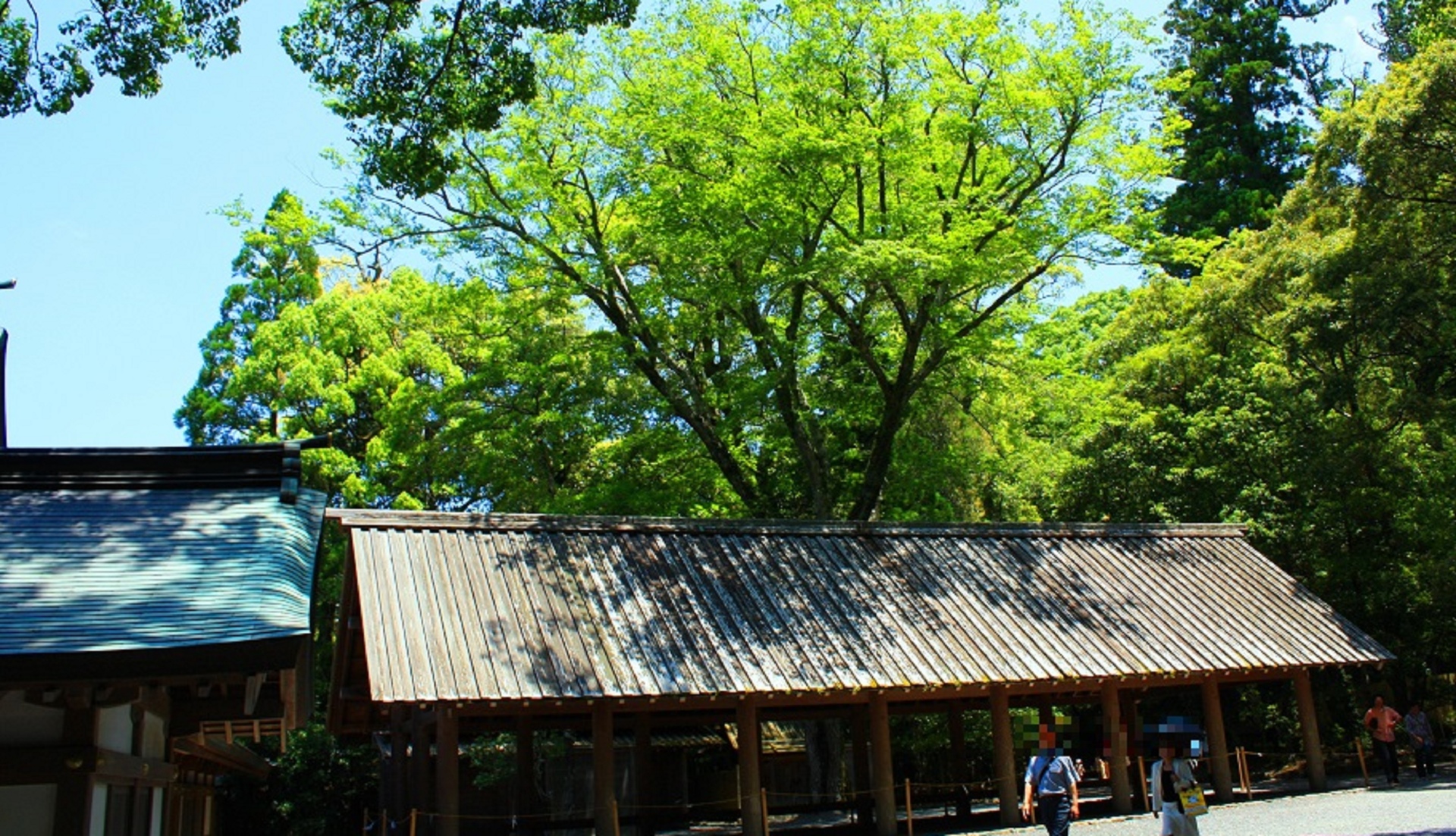 日本の風景 新緑の伊勢神宮 壁紙19x1103 壁紙館