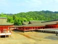 新緑の厳島神社