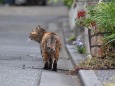 道の端を歩く猫