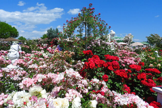 バラの季節5