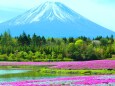 本栖湖芝桜と富士山