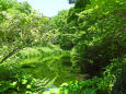 高原の湿原 瀞川平