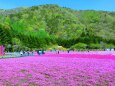 本栖湖の芝桜