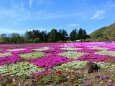 本栖湖芝桜