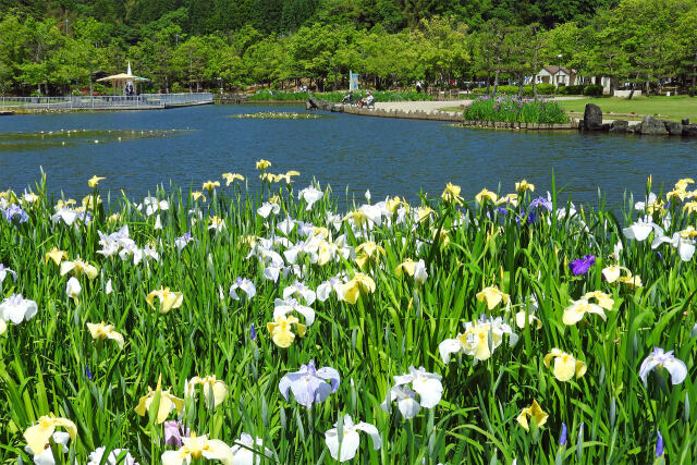 あやめ池 初夏