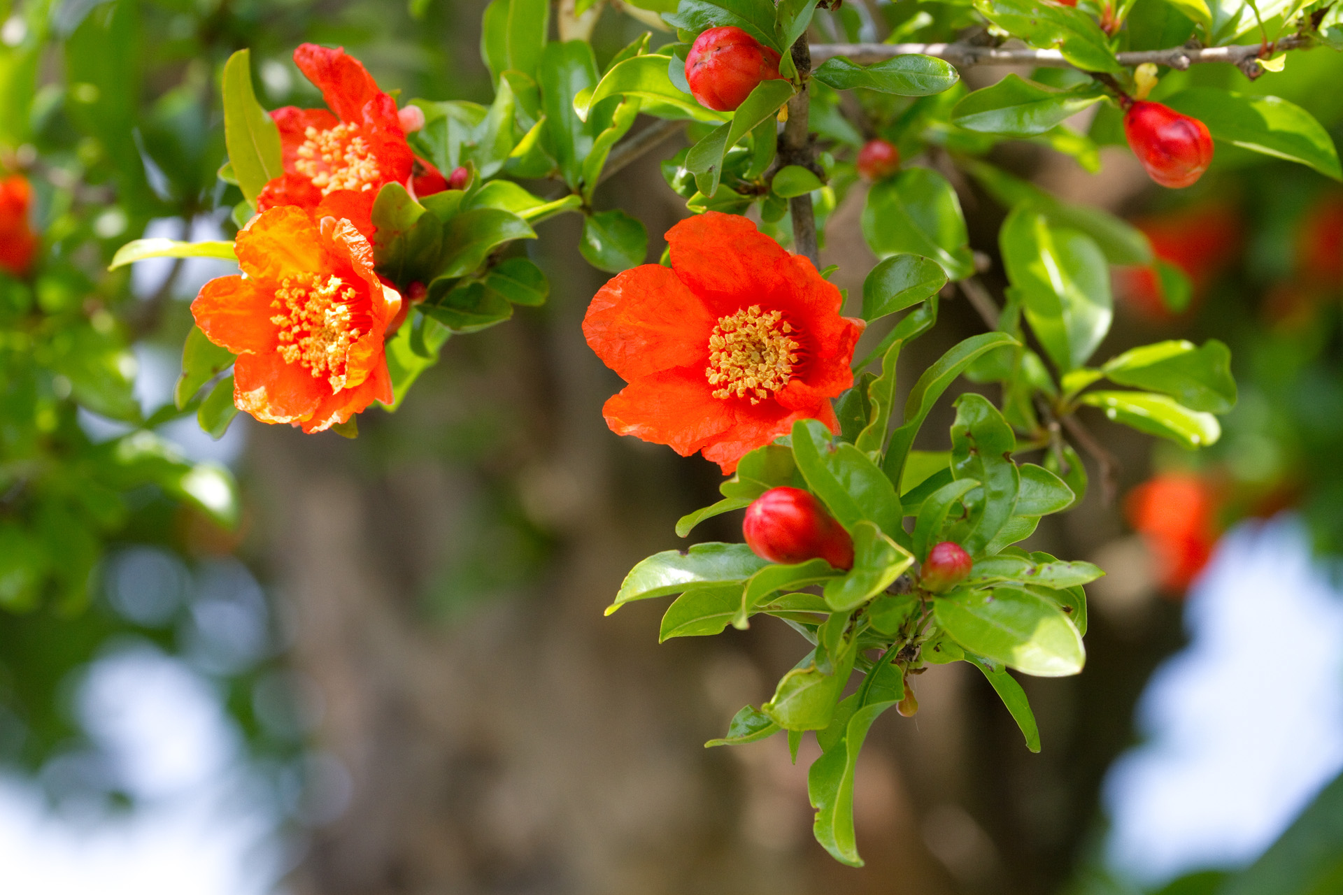花 植物 ザクロの花 壁紙19x1280 壁紙館 花 植物 ザクロの花 壁紙19x1280 壁紙館