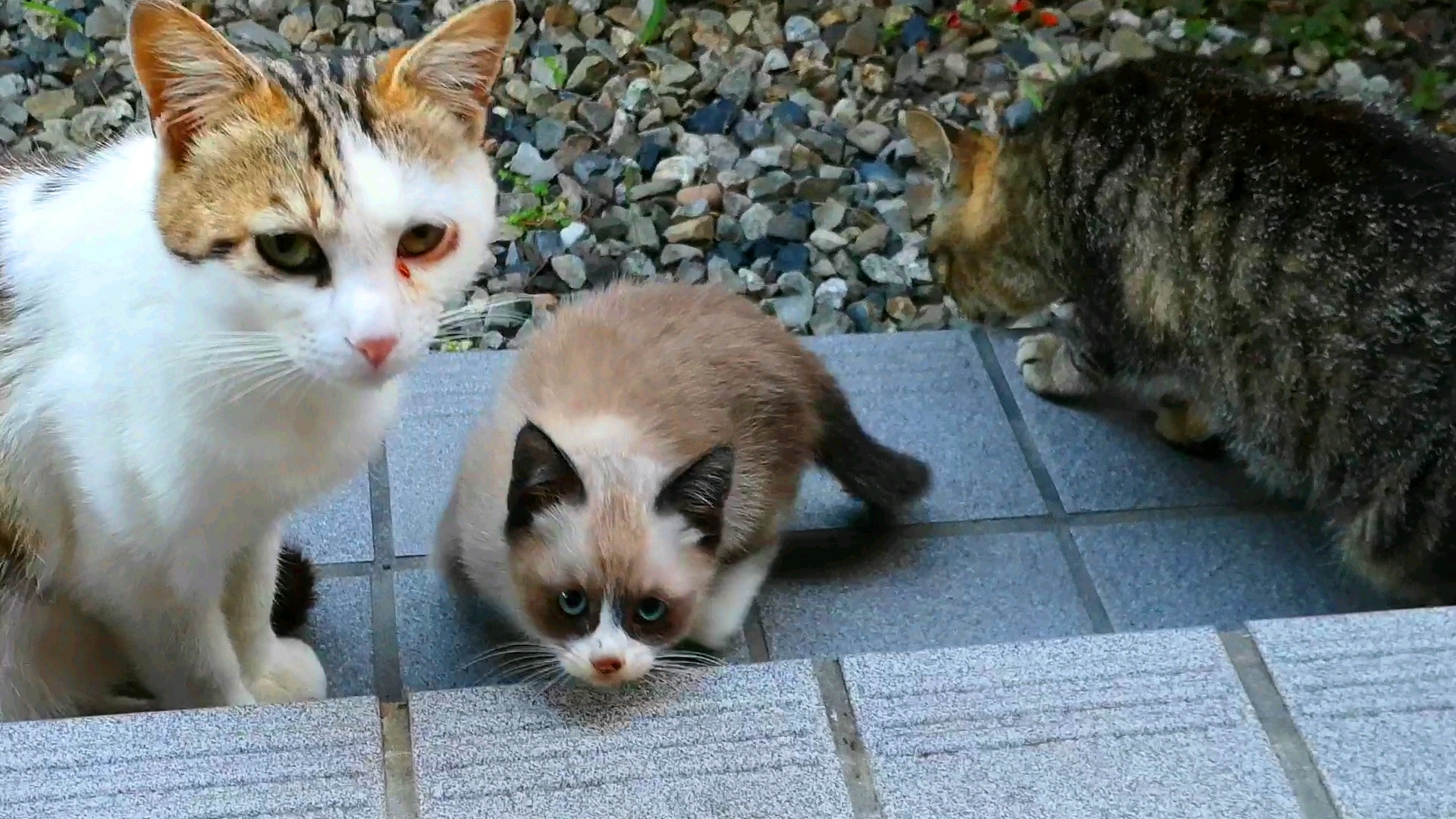 動物 猫 タヌキ顔のネコ 壁紙1920x1080 壁紙館