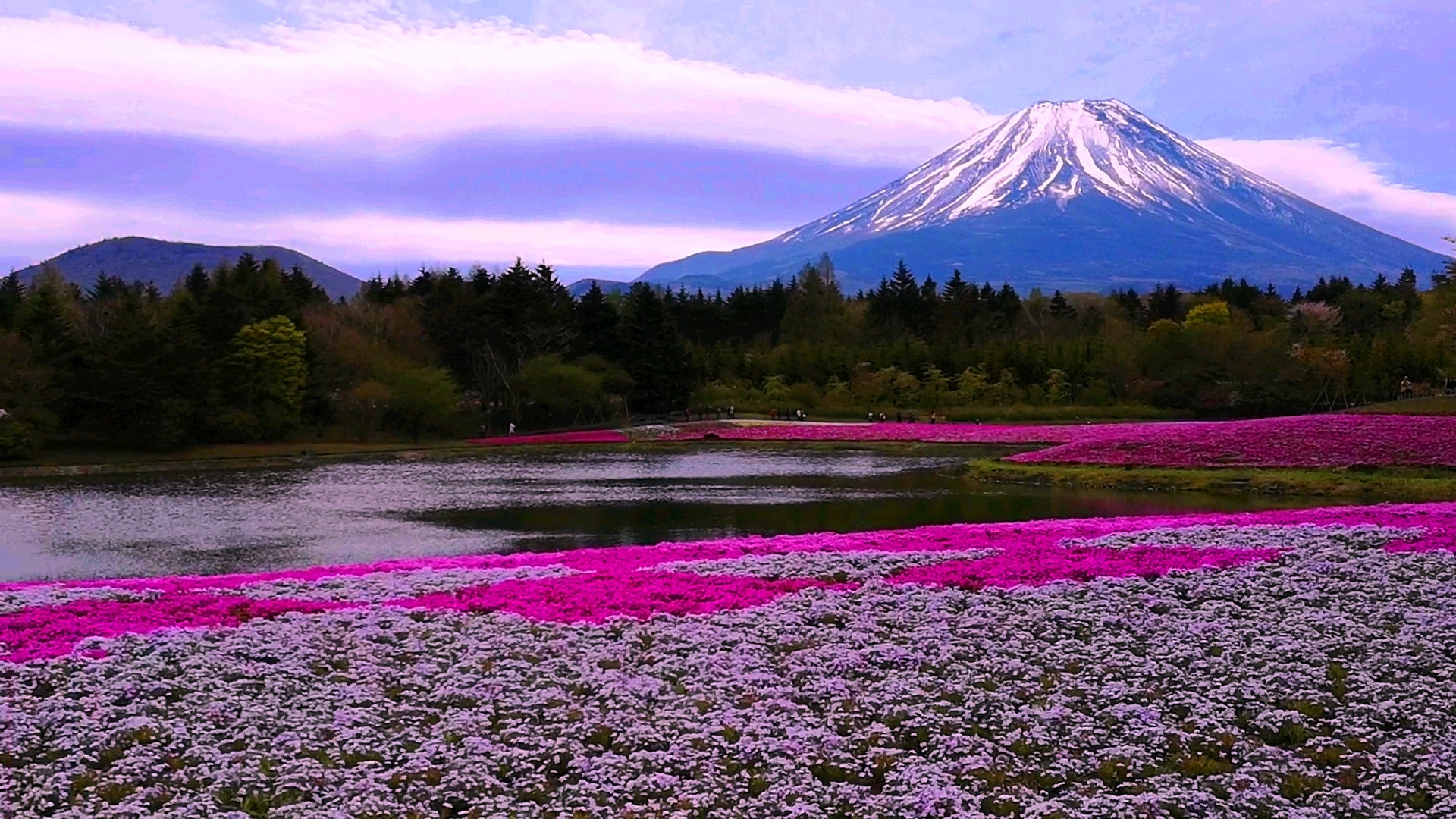 夜景 花火 イルミ 本栖湖芝桜と富士山 壁紙19x1080 壁紙館 夜景 花火 イルミ 本栖湖芝桜と富士山 壁紙19x1080 壁紙館