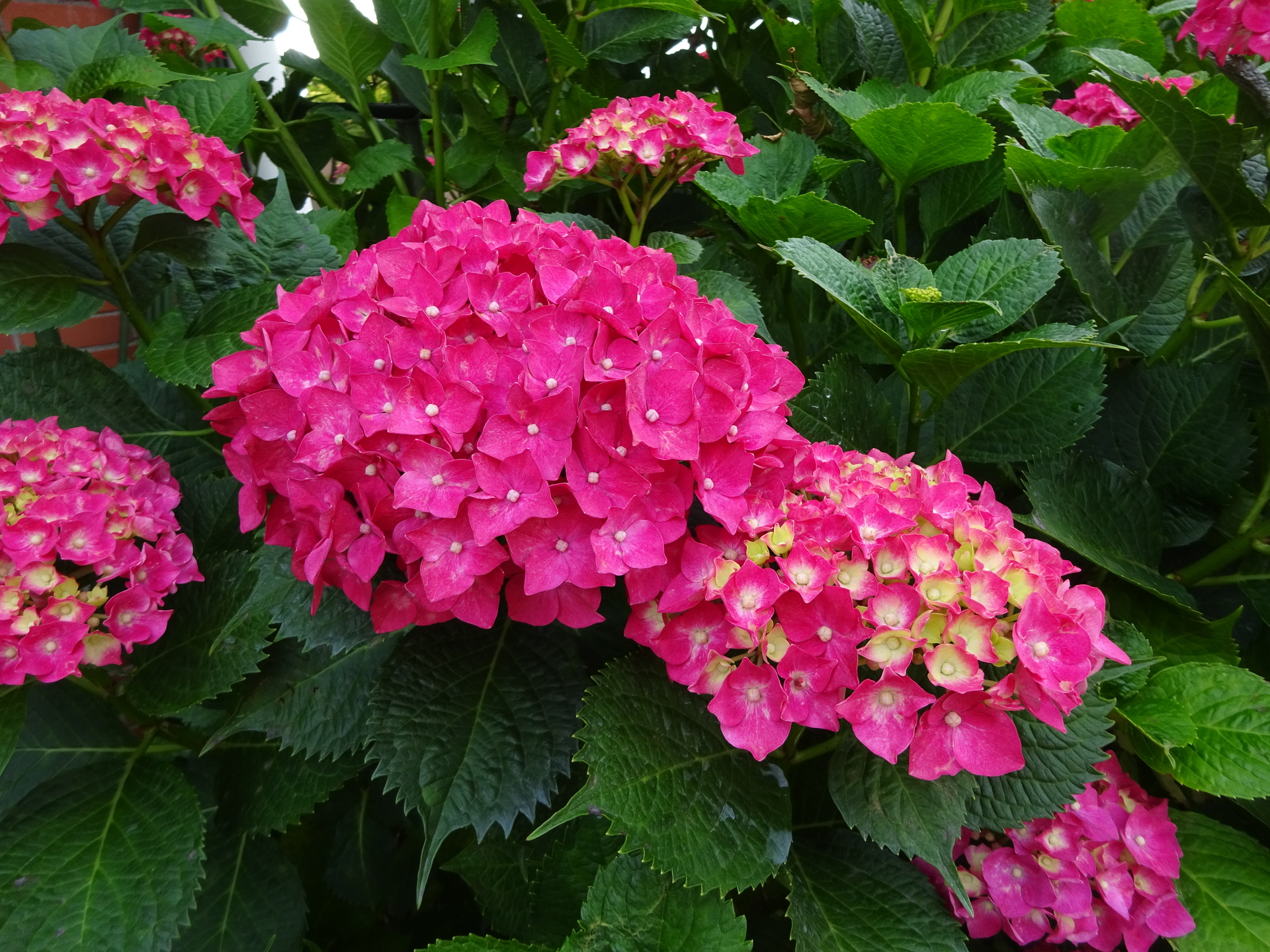 花 植物 紫陽花 壁紙19x1440 壁紙館 花 植物 紫陽花 壁紙19x1440 壁紙館