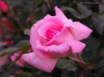 RndList[3]