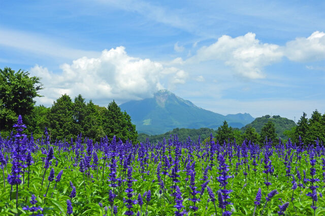 ブルーサルビアと大山
