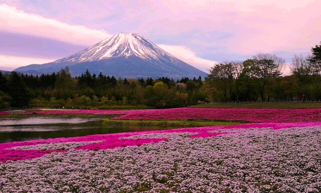 本栖湖芝桜と富士山