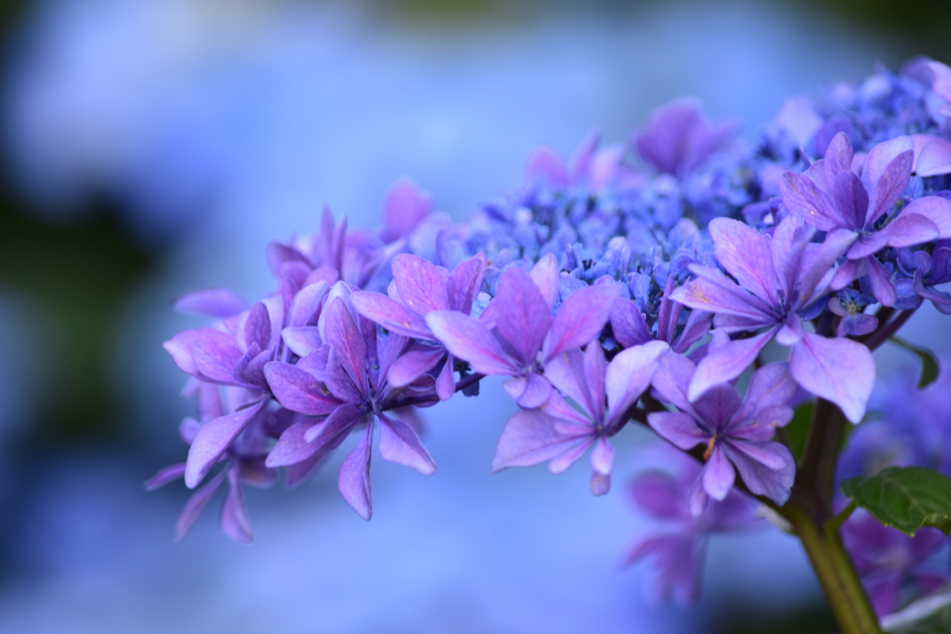 花 植物 紫のあじさい 壁紙19x1280 壁紙館