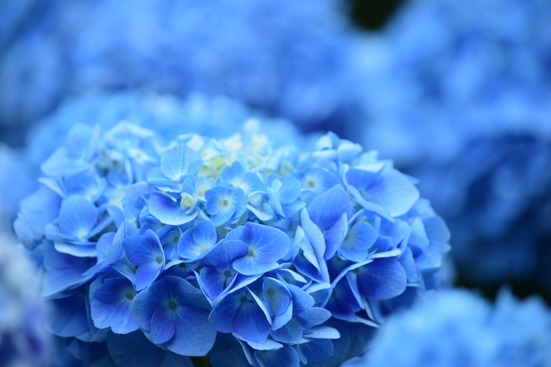 花 植物 あじさいの青 壁紙19x1280 壁紙館