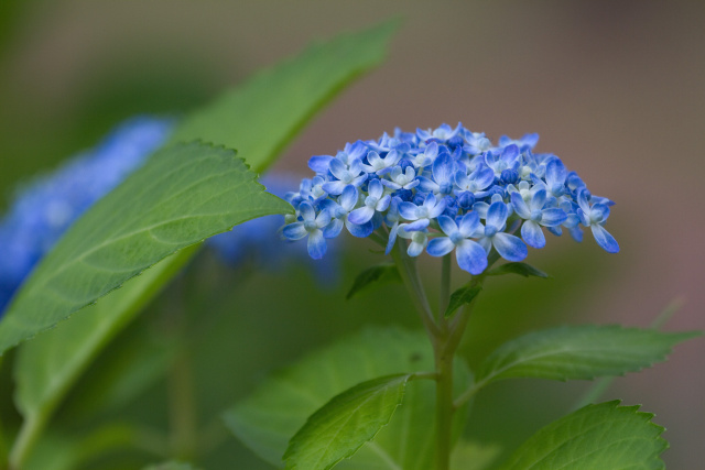 紫陽花